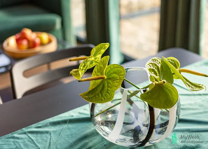 Przystanek Pedziwiatra Z Balia, Myweek